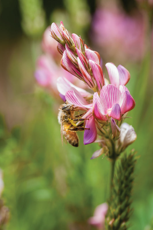 WHERE DOES OUR WHITE HONEY COME FROM?